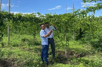 Đắk Lắk: Nông dân đổ xô trồng chanh dây, giá "tuột dốc" nhiều người trắng tay