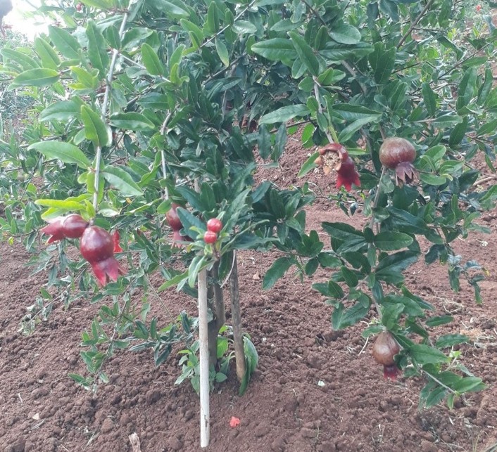 Cây lựu đỏ Ấn Độ mang lại kinh tế cao cho gia đình ông Hiệp.