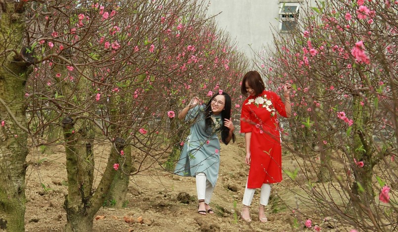 Làng đào Cam Giá nổi tiếng của tỉnh Thái Nguyên còn là điểm du lịch mỗi dịp Tết. Làng đào Cam Giá nổi tiếng của tỉnh Thái Nguyên còn là điểm du lịch mỗi dịp Tết.