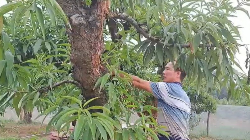 Người trồng đào Cam Giá luôn sáng tạo các sản phẩm để đáp ứng nhu cầu thị trường. Người trồng đào Cam Giá luôn sáng tạo các sản phẩm để đáp ứng nhu cầu thị trường.