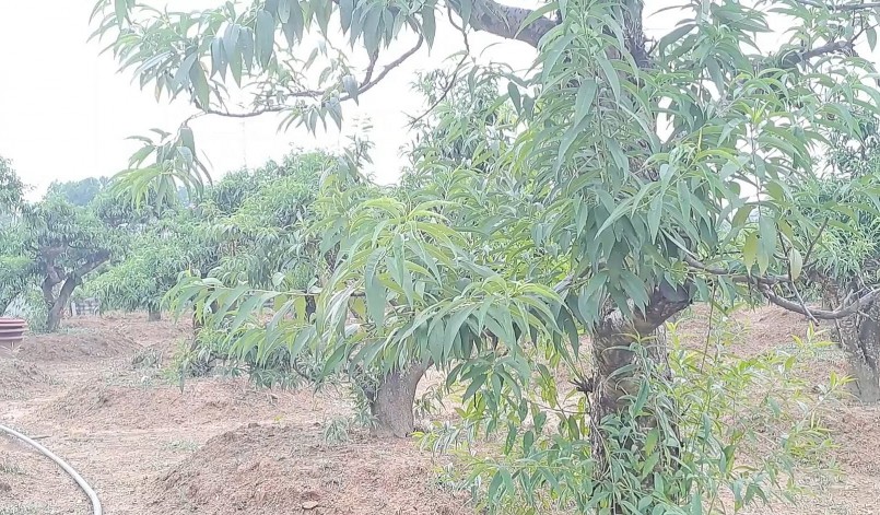 tổng thu nhập của làng đào Cam Giá đạt khoảng 30 tỷ đồng. tổng thu nhập của làng đào Cam Giá đạt khoảng 30 tỷ đồng.