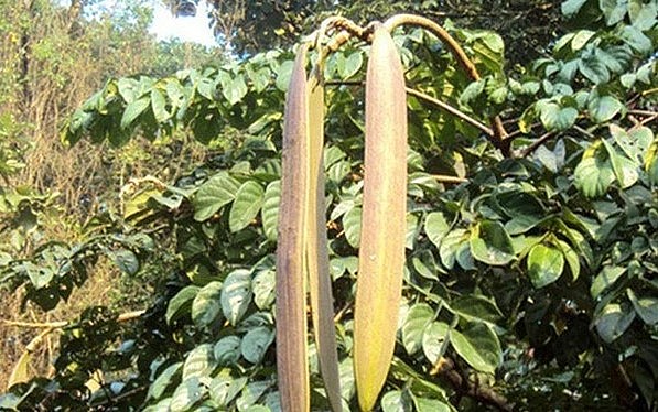 Quả núc nác (tên gọi khác là quả quao) là một loại quả dại