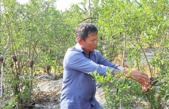 Trồng loại cây bên trong quả chín tươi rói giòn ngọt, nhưng nhà nông chỉ bán cành kiếm bộn tiền