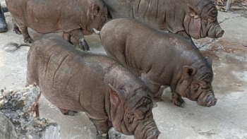 Những chú lợn Ỉ nhân bản đầu tiên ở Việt Nam và kỳ vọng tạo bước đột phá trong lĩnh vực chăn nuôi