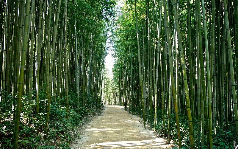 Cây tre có từ ngàn đời ở Việt Nam Cây tre có từ ngàn đời ở Việt Nam