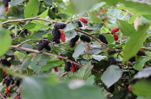 Khám phá công dụng tuyệt vời của quả dâu tằm với sức khỏe và làm đẹp Khám phá công dụng tuyệt vời của quả dâu tằm với sức khỏe và làm đẹp