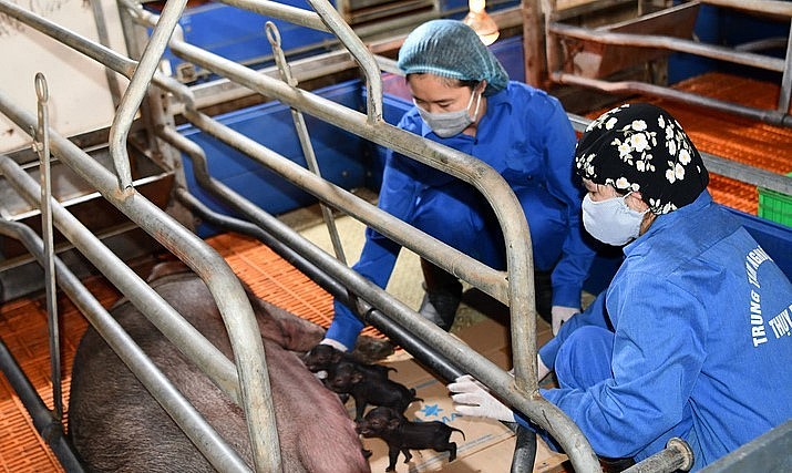 4 con lợn ỉ đực nhân bản đầu tiên tại Việt Nam lúc sơ sinh. Ảnh: VCN.