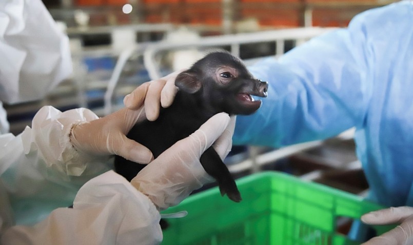 Sự thành công của việc tạo lợn Ỉ nhân bản đã khẳng định sự làm chủ công nghệ nhân bản động vật