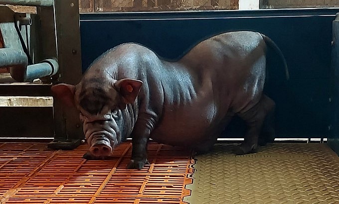 Lợn ỉ đực nhân bản lúc 5 tháng tuổi. Ảnh: VCN.