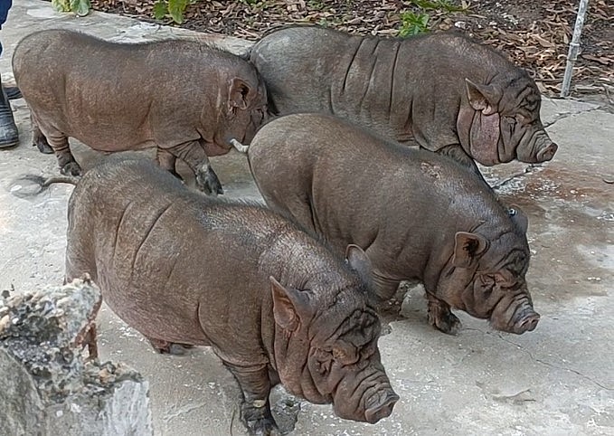 4 con lợn ỉ đực nhân bản đầu tiên tại Việt Nam lúc 10 tháng tuổi. Ảnh: VCN.