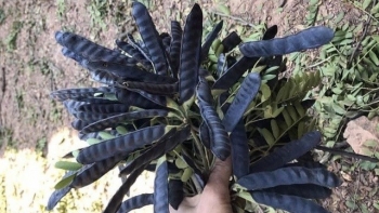 Cách trị nấm da đầu hiệu quả nhanh chóng bằng bồ kết