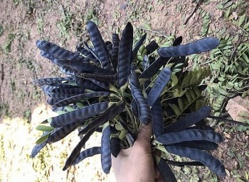 Cách trị nấm da đầu hiệu quả nhanh chóng bằng bồ kết