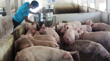 Giá heo hơi hôm nay 15/6: Tiếp đà tăng mạnh 3.000 đồng/kg, chống nóng bảo vệ đàn heo chờ giá heo lập đỉnh mới