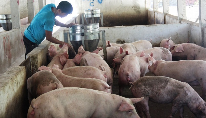 Giá heo hơi hôm nay (15/6), tiếp tục tăng đồng loạt khắp cả nước, một số địa phương tăng cao nhất 3.000 đồng/kg so với hôm qua. Giá heo hơi hôm nay (15/6), tiếp tục tăng đồng loạt khắp cả nước, một số địa phương tăng cao nhất 3.000 đồng/kg so với hôm qua.