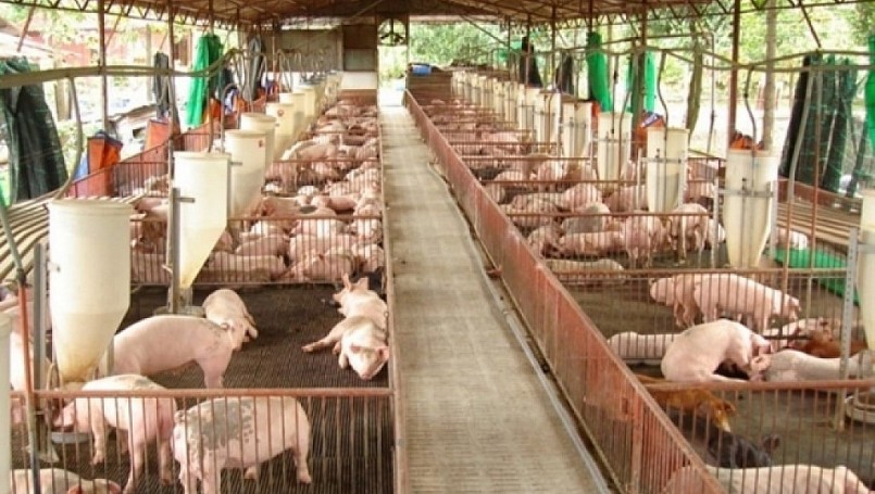 Giá heo hơi hôm nay (15/6), đà tăng khiến người chăn nuôi phấn khởi, các địa phương khuyến các người nuôi heo áp dụng các biện pháp chống nóng cho chuồng trại. Giá heo hơi hôm nay (15/6), đà tăng khiến người chăn nuôi phấn khởi, các địa phương khuyến các người nuôi heo áp dụng các biện pháp chống nóng cho chuồng trại.