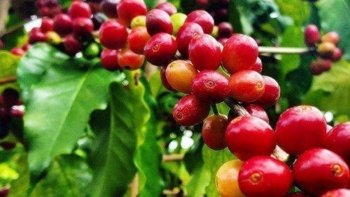 Giá nông sản hôm nay 15/6: Cà phê tăng đồng loạt lên mức 65.000 đồng/kg, hồ tiêu duy trì đà khởi sắc