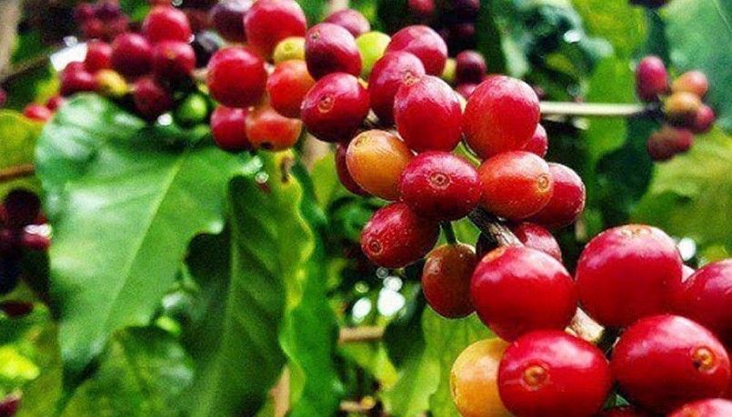 Giá nông sản hôm nay (15/6), giá cà phê tăng đồng loạt trên sàn kỳ hạn. Giá cà phê trong nước cũng tăng nhẹ 100 đồng/kg. Giá nông sản hôm nay (15/6), giá cà phê tăng đồng loạt trên sàn kỳ hạn. Giá cà phê trong nước cũng tăng nhẹ 100 đồng/kg.