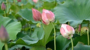 Vùng ruộng trũng biến thành đầm sen, nông dân phấn khởi vì thu nhập cao gấp 5 lần trồng lúa