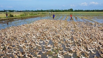 Nuôi triệu con vịt không tốn một một đồng thức ăn, sáng ra đồng nhặt trứng lãi tiền triệu mỗi ngày