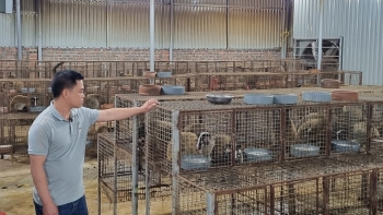 Tuyệt chiêu trên 15 năm nuôi cầy vòi , nuôi sinh sản hay thương phẩm đều nhàn tênh, bán 20 triệu mỗi cặp