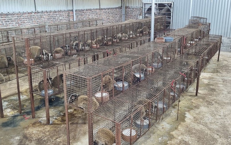 Anh hùng thiết kế trại nuôi cầy vòi sử dụng lưới thép. Anh hùng thiết kế trại nuôi cầy vòi sử dụng lưới thép.