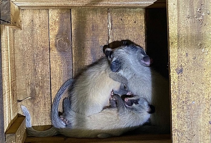 Hiện anh hùng đang thử nghiệm nuôi cầy vòi sinh sản trong chuồng gỗ. Hiện anh hùng đang thử nghiệm nuôi cầy vòi sinh sản trong chuồng gỗ.