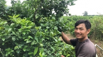 Trồng loại cây ra hoa tím ngắt, quả sai trĩu trịt bán sang tận nước ngoài, nhà nông thu tiền tỷ ngon ơ