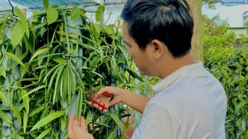 Cận cảnh vườn quả độc lạ của nông dân Bình Dương, quý cỡ nào mà bán 20 triệu đồng/kg