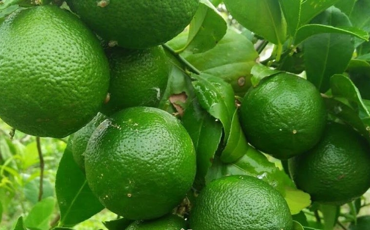 thì chanh bông tím cho trái quanh năm 