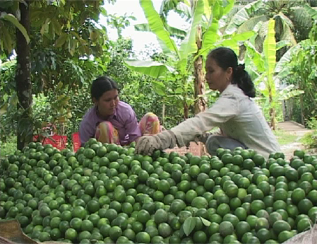 Nông dân xã An Phú Tân thu hoạch chanh bông tím