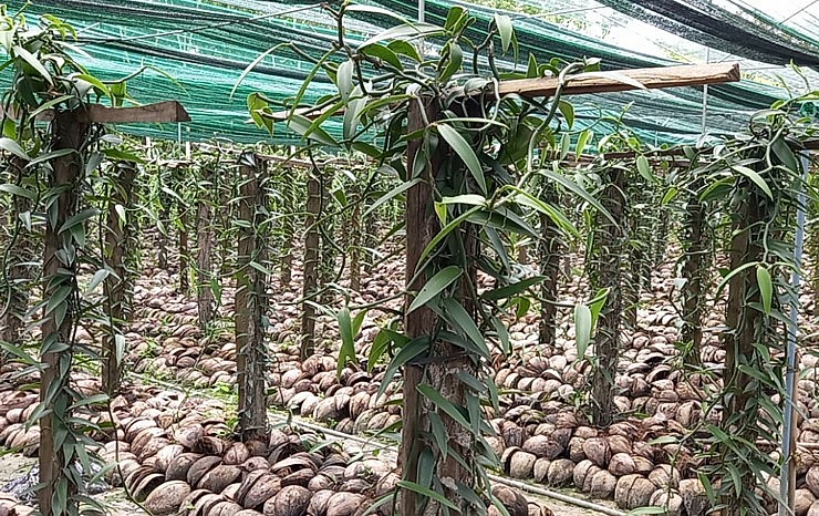 Anh Trần Minh Trung (Bình Dương) trồng thành công cây vanilla – loại gia vị đắt đỏ hàng đầu trên thế giới.