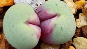 Loại cây kỳ lạ giống mặt người với đôi môi hồng khiến giới mê cây cảnh phát sốt