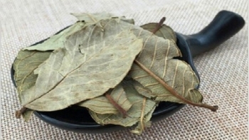 Loại lá chát xít này có công dụng gì mà được rao bán đầy chợ mạng, giá lên đến 90.000 đồng/kg