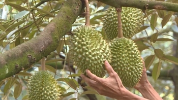 Khởi động vụ thu hoạch sầu riêng, Đồng Nai chuẩn bị xuất khẩu 20.000 tấn sang thị trường Trung Quốc