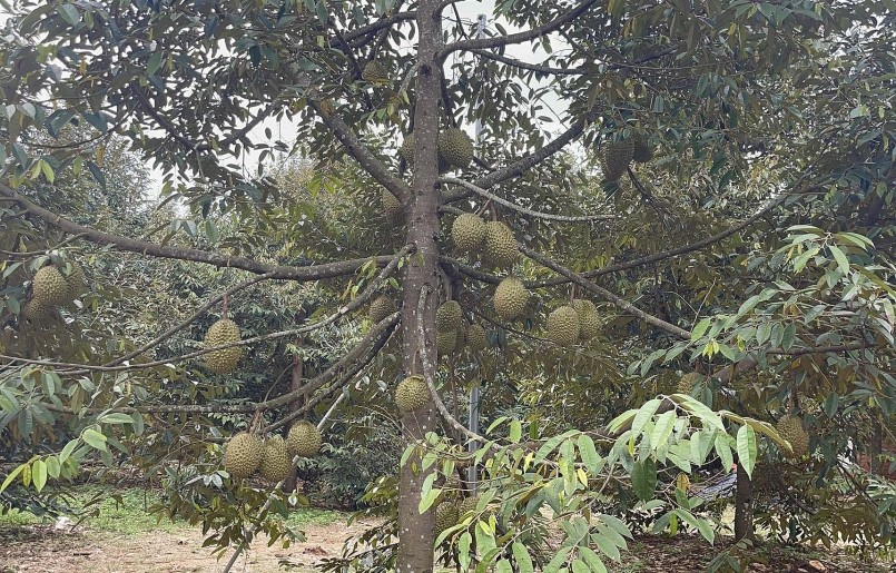 Người trồng sầu riêng tại huyện Cẩm Mỹ, Đồng Nai phấn khởi bước vào vụ thu hoạch với năng suất cao. Người trồng sầu riêng tại huyện Cẩm Mỹ, Đồng Nai phấn khởi bước vào vụ thu hoạch với năng suất cao.