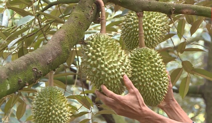 Đồng Nai chuẩn bị Lế công bố xuất khẩu sầu riêng vào sáng ngày 16/6/2023. Đồng Nai chuẩn bị Lế công bố xuất khẩu sầu riêng vào sáng ngày 16/6/2023.