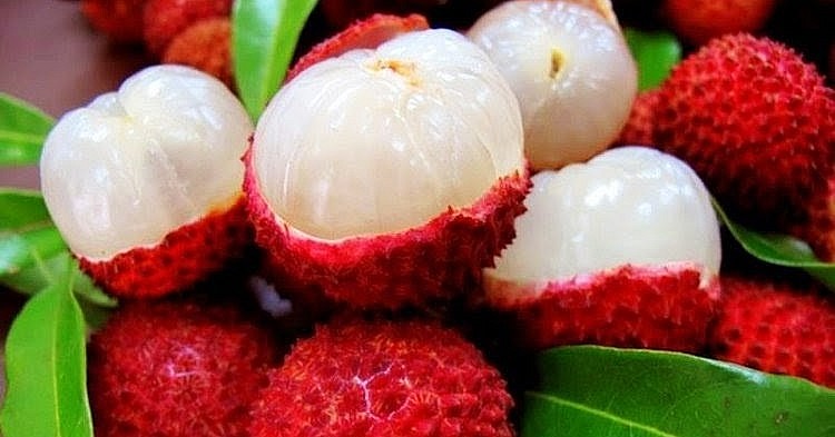 Thúc đẩy xuất khẩu vải tươi Hải Dương sang Nhật Bản