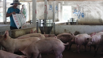 Giá heo hơi hôm nay 16/6: Tăng cao nhất 3.000 đồng/kg, giá vượt ngưỡng cho lợi nhuận vì sao nông hộ vẫn dè dặt tái đàn?