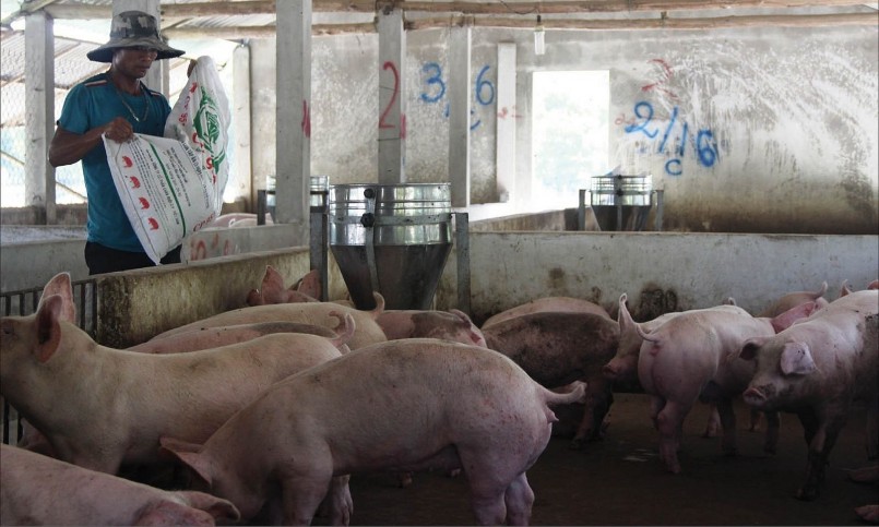 Giá heo hơi hôm nay (16/6), duy trì đà tăng, nơi cao nhất 3.000 đồng/kg. Giá heo hơi hôm nay (16/6), duy trì đà tăng, nơi cao nhất 3.000 đồng/kg.