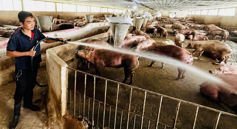 Giá heo hơi hôm nay (16/6), dù duy trì đà tăng nhưng hộ chăn nuôi vẫn đối mặt với khó khăn. Giá heo hơi hôm nay (16/6), dù duy trì đà tăng nhưng hộ chăn nuôi vẫn đối mặt với khó khăn.