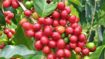 Giá nông sản hôm nay 16/6: Cà phê tăng sốc lên mức kỷ lục 66.800 đồng/kg, hồ tiêu quay đầu giảm nhẹ