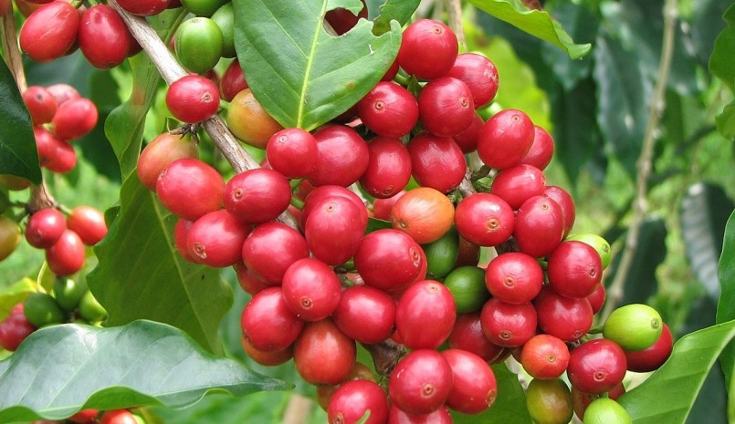 Giá nông sản hôm nay (16/6), cà phê sàn kỳ hạn ngập sắc xanh, cà phê trong nước tăng dựng đứng tới 1.800 đồng/kg. Giá nông sản hôm nay (16/6), cà phê sàn kỳ hạn ngập sắc xanh, cà phê trong nước tăng dựng đứng tới 1.800 đồng/kg.