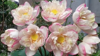 Hoa sen đột biến đẹp cỡ nào mà chị em quay cuồng lùng mua bằng được?