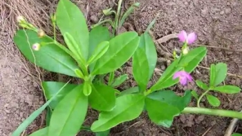 Loại cây ai cũng nghĩ là cây dại hoá ra vừa làm rau ngon, vừa làm thuốc quý, cảnh đẹp