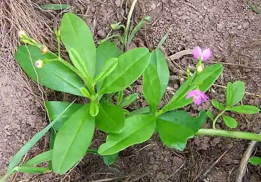 Cây sâm đất không những là thực phẩm mà còn là dược liệu quý