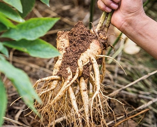 Hoạt chất Fructooligosaccharides có trong củ sâm đất tốt cho hệ tim mạch