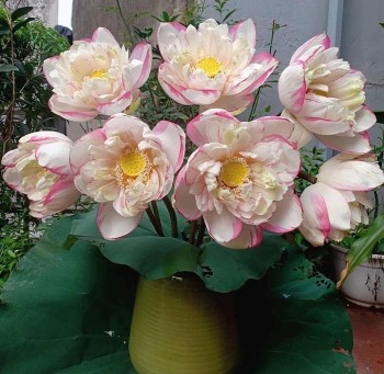 Hoa sen đột biến đẹp cỡ nào mà chị em quay cuồng lùng mua bằng được?