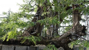 Người sở hữu nhiều cây me cổ thụ nhất Việt Nam, sưu tầm vì đam mê và hành trình chưa dừng lại