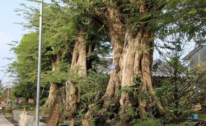 Anh Tuấn sẽ tiếp tục hành trình sưu tầm me khủng để phá vỡ kỷ lục của mình.