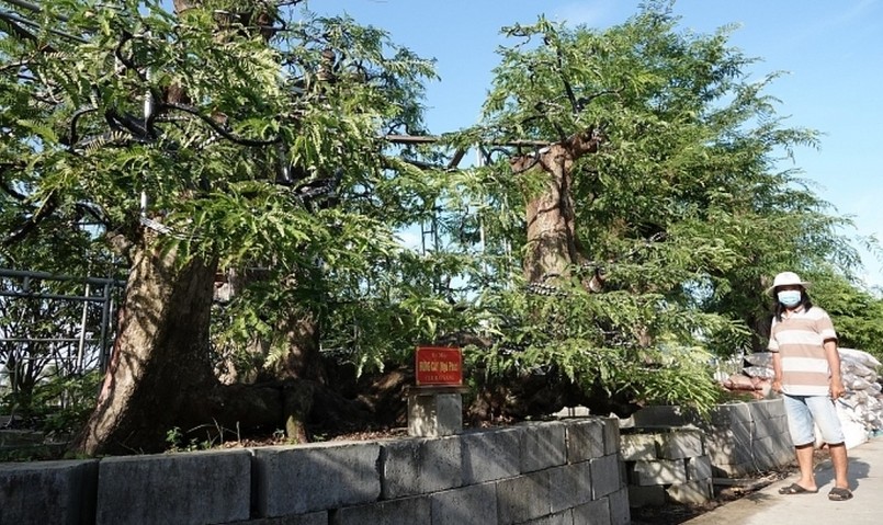Đặc biệt, mỗi cây me đều được chủ nhân đặt tên dựa theo dáng thế, tuổi đời.